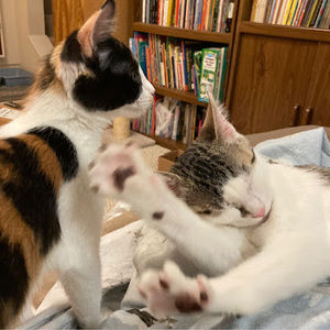 Meet your Posher, Jennica